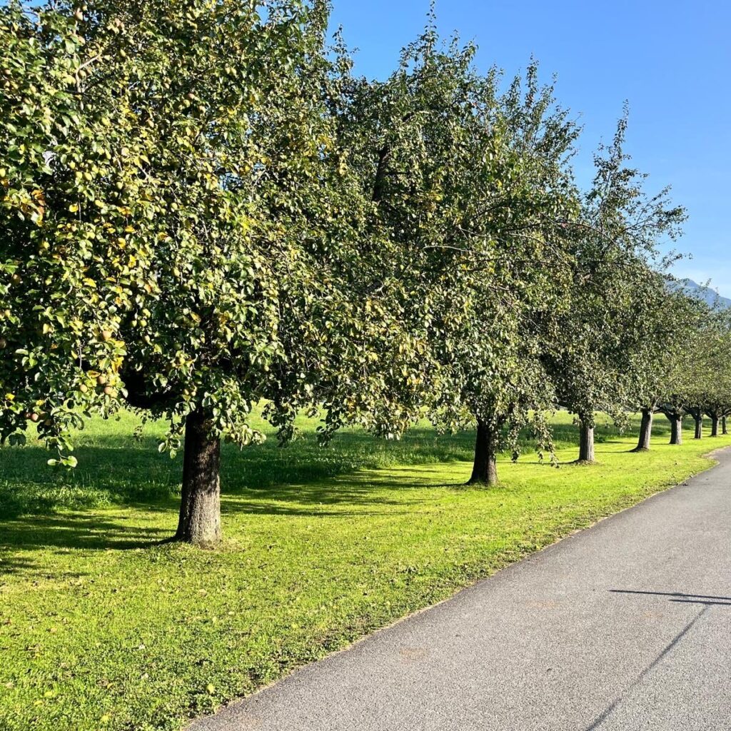 hochstammobstgarten