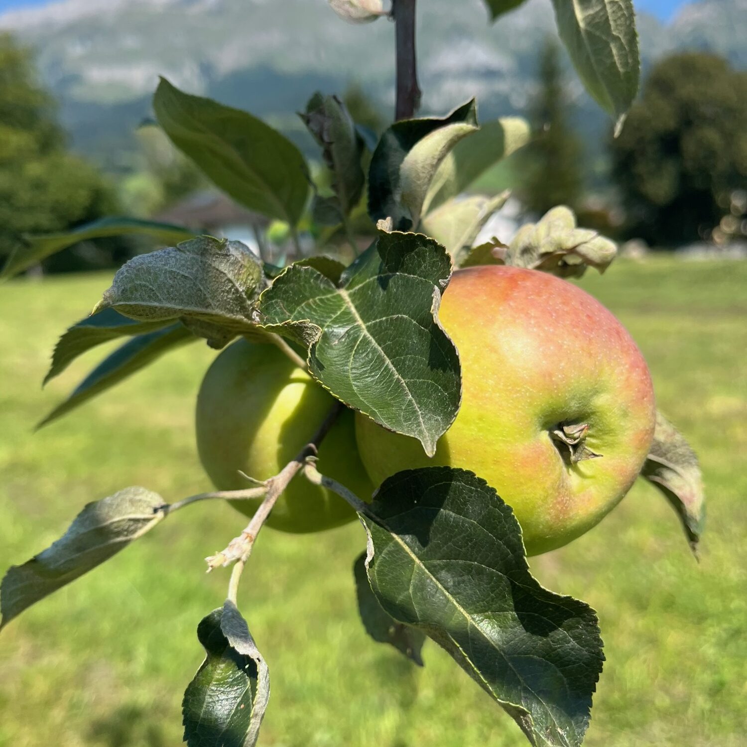 öpfel